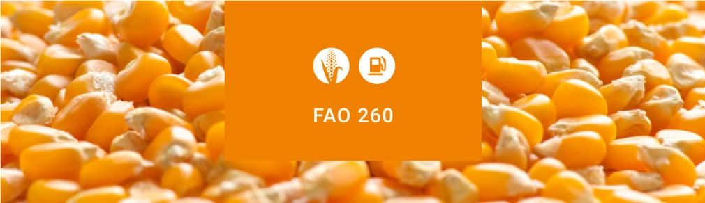 Kukurydza na ziarno ES Hattrick FAO 260 od Lidea.