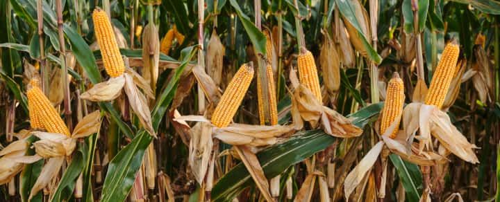Wymagania pokarmowe kukurydzy - firma Lidea