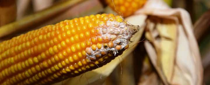 Choroby kukurydzy - firma Lidea