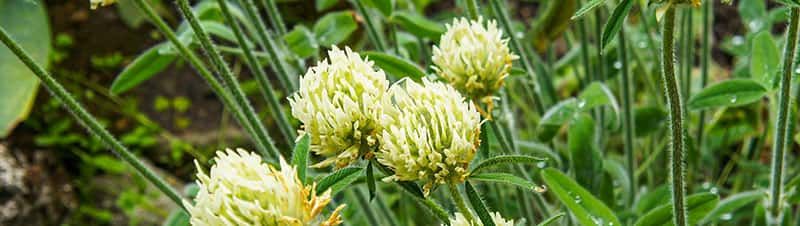 Koniczyna łuskowata - Trifolium squarrosum L.