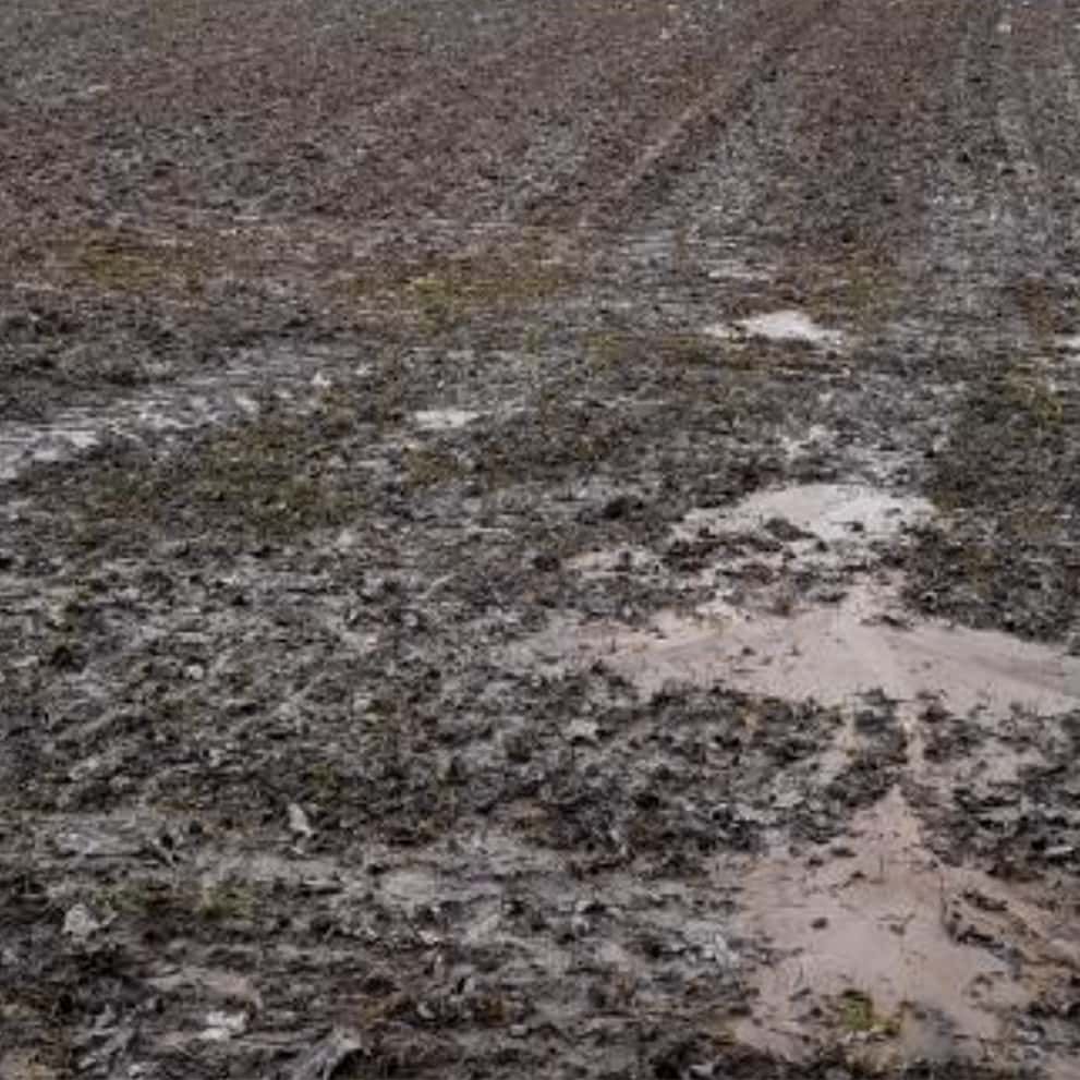 poplony lidea chronią glebę przed erozją wodną na zdjęciu zaskorupienie gleby przez wodę bez okrywy