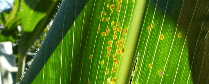 Drobna plamistość liści kukurydzy - choroby kukurydzy / Lidea
