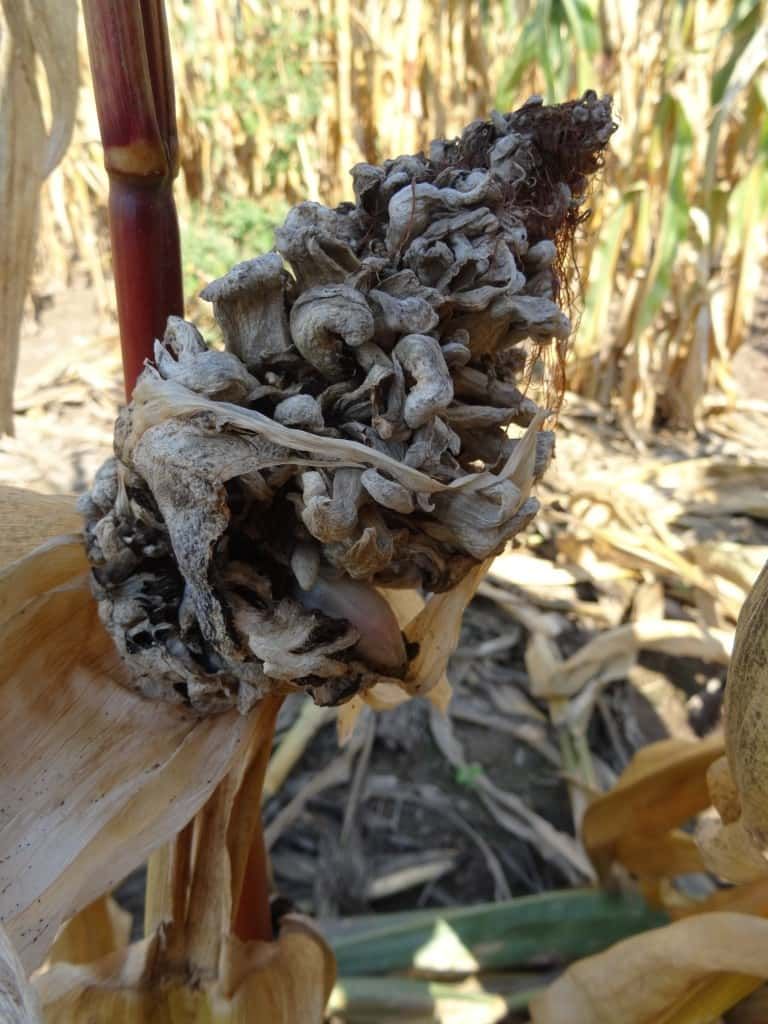 Głownia kukurydzy(guzowata) - choroby kukurydzy / Lidea