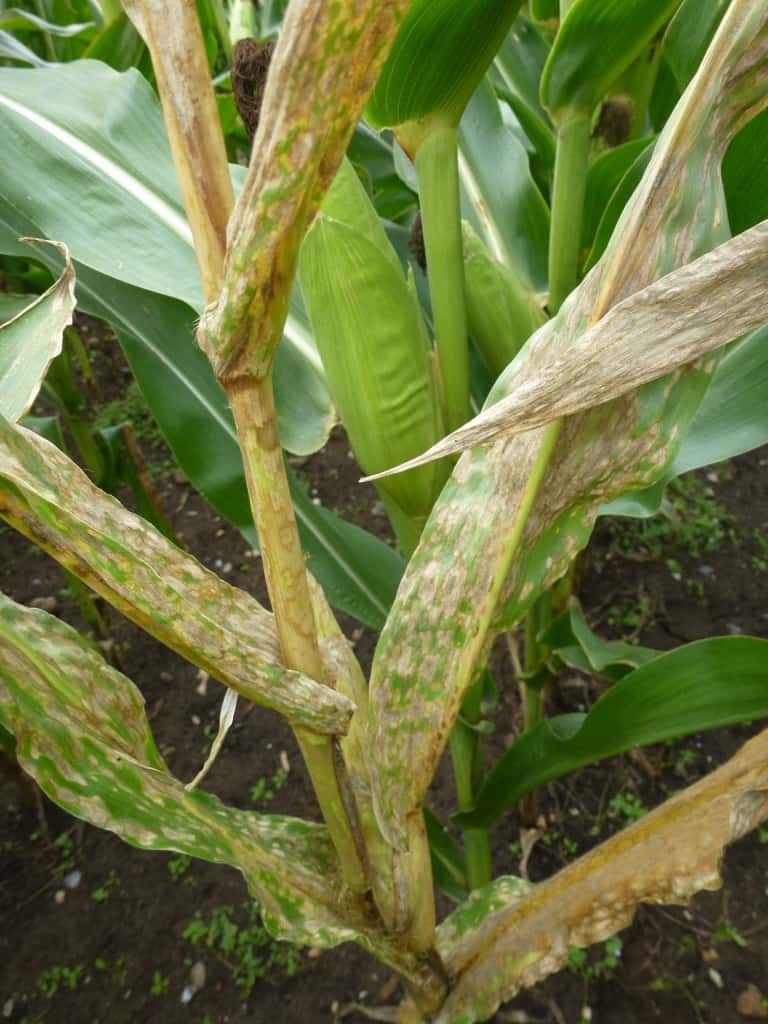 Żółta plamistość liści kukurydzy - choroby kukurydzy / Lidea