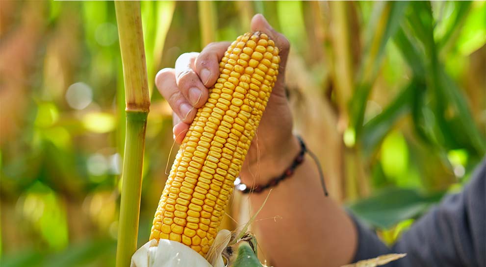 kukurydza na ziarno na słabe gleby może się udać pod warunkiem wyboru odmiany
