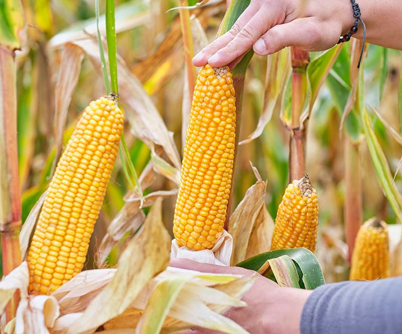 Jakie są odmiany kukurydzy odporne na głownię