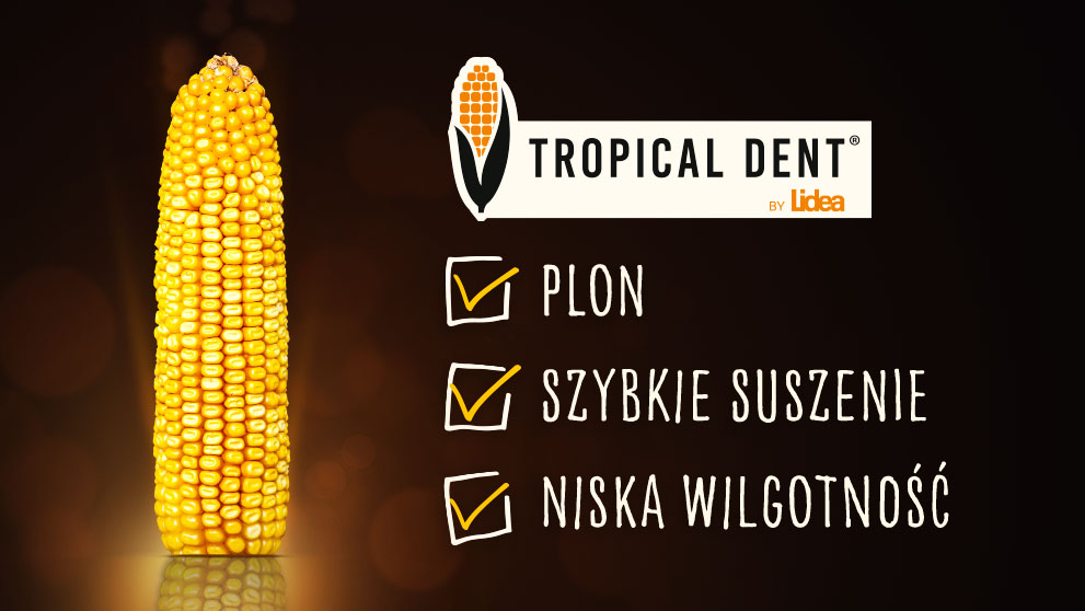odmiany kukurydzy na ziarno tropical dent od lidea to plon szybkie suszenie i niska wilgotność