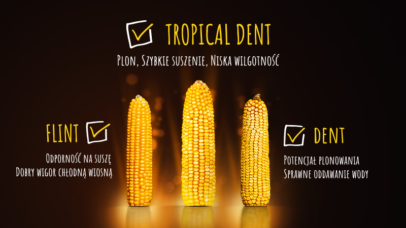zalety odmian kukurydzy na ziarno tropical dent