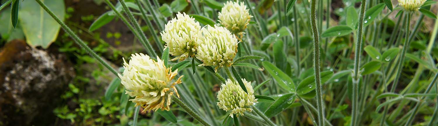Koniczyna łuskowata - Trifolium squarrosum L.
