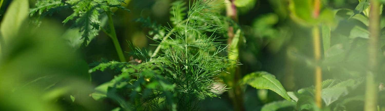 Koper ogrodowy (Anethum graveolens)