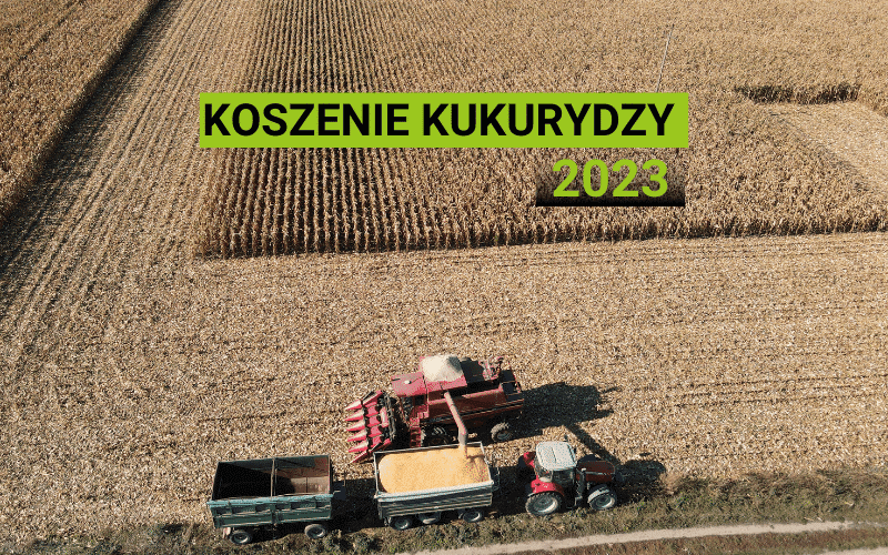 koszenie kukurydzy odmian LIDEA  2023