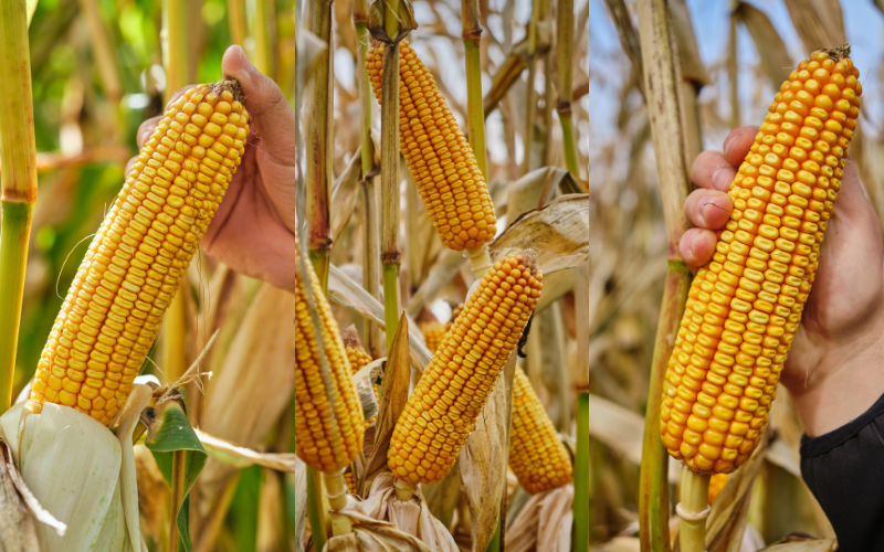 nowe polecane odmiany kukurydzy na ziarno od LIDEA
