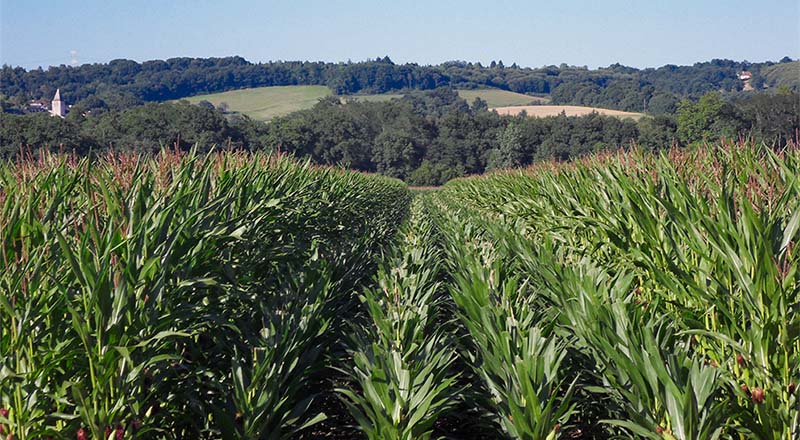 produkcja nasienna kukurydzy wysiana jest naprzemianrzędowo - cztery środkowe rzędy to linia mateczna, dwa zewnętrzne to linia ojcowska