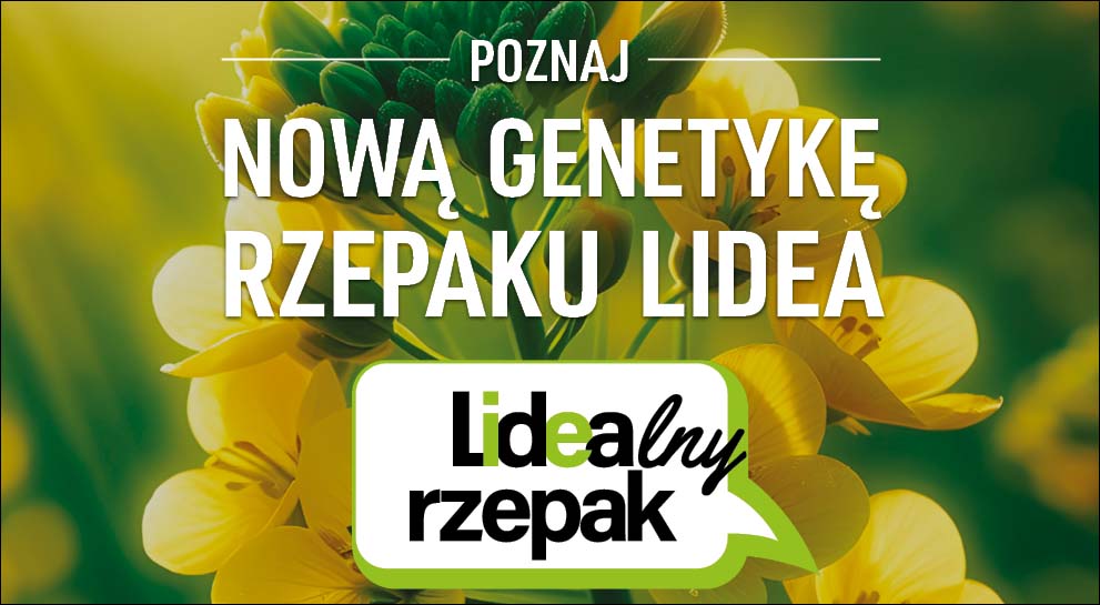 lidealny rzepak