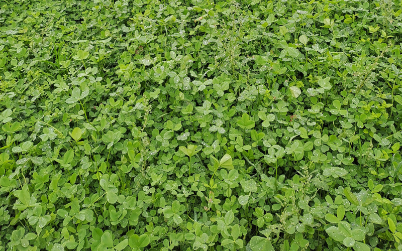 Mieszanka Lidgrass Clover