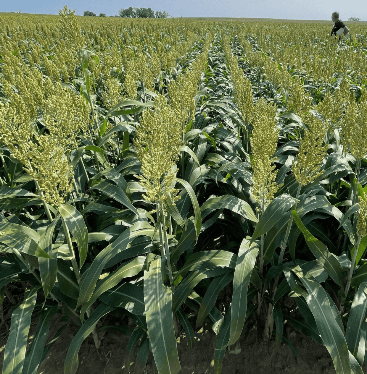 Sorgo Mojave