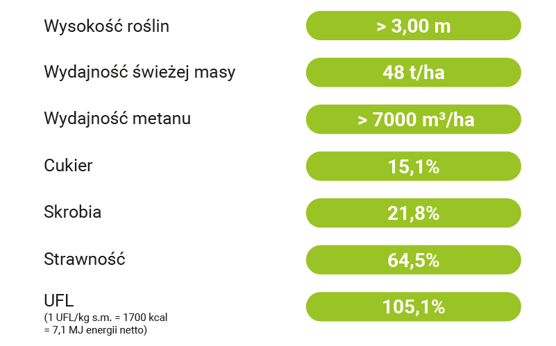 CECHY JAKOŚCIOWE JASPE