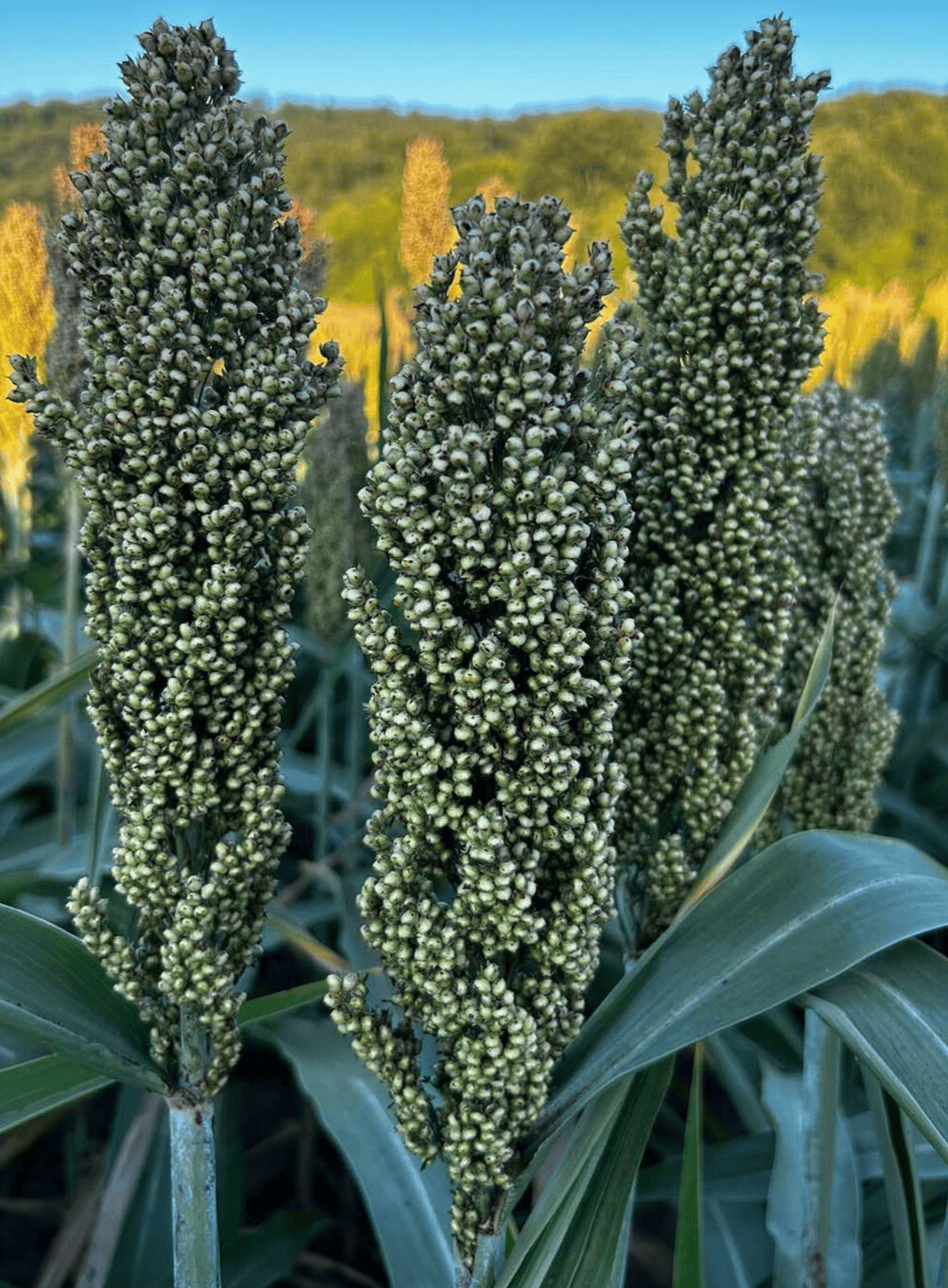 Sorgo na ziarno Zealandia SU