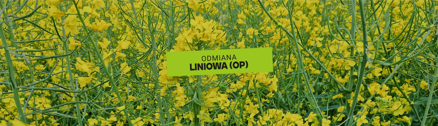 Rzepak ozimy od Lidea - Zakari CS