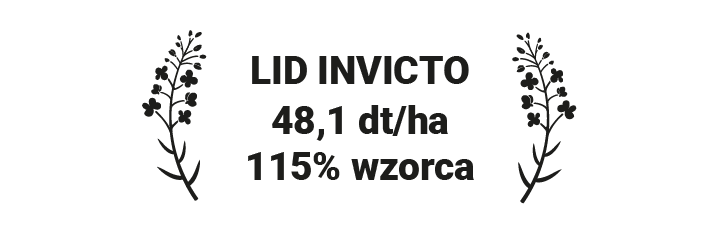 lid invicto laury