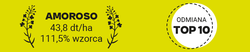 wyniki plonowania amoroso w 2025