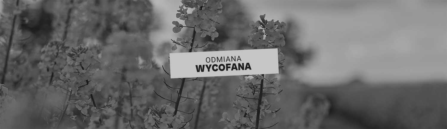 Odmiana rzepaku Memori CS od Lidea -top