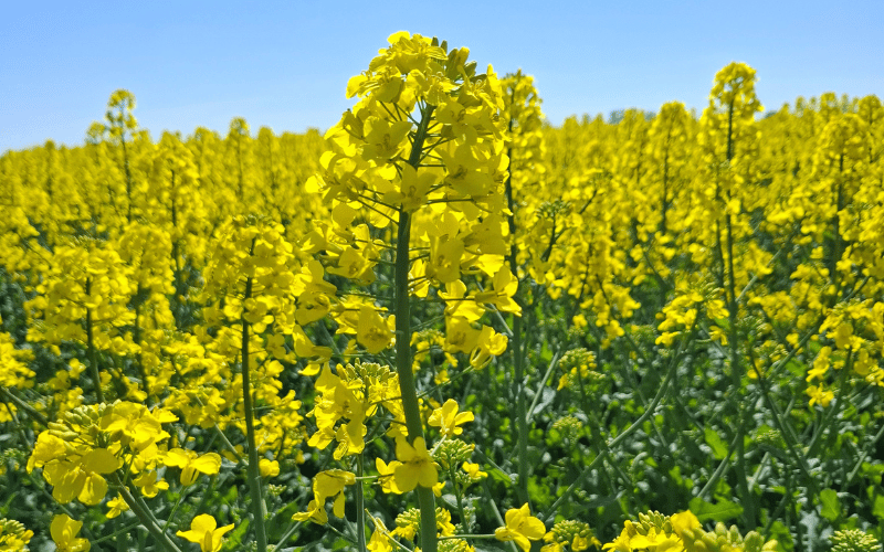 nowa odmiana rzepaku od Lidea w sprzedaży w Agrii