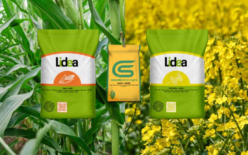 odmiany caussade semences pro w workach lidea