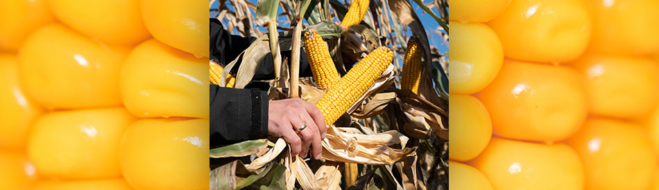 kukurydza na ziarno LID1145C od Lidea