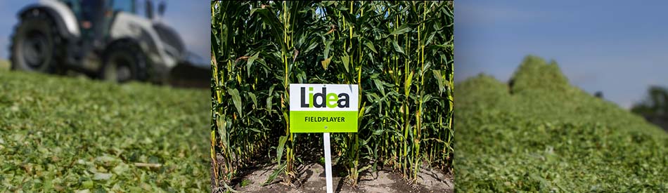 Odmiana kukurydzy na kiszonkę ES Fieldplayer od Lidea