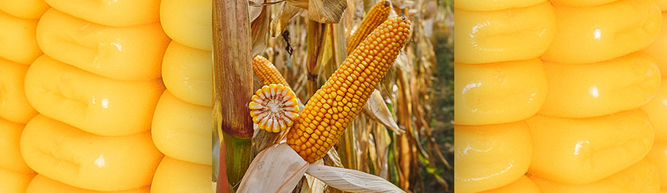 Odmiana kukurydzy na ziarno LID1015C od Lidea