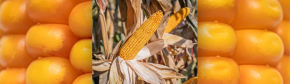 Kukurydza na ziarno LID1033C