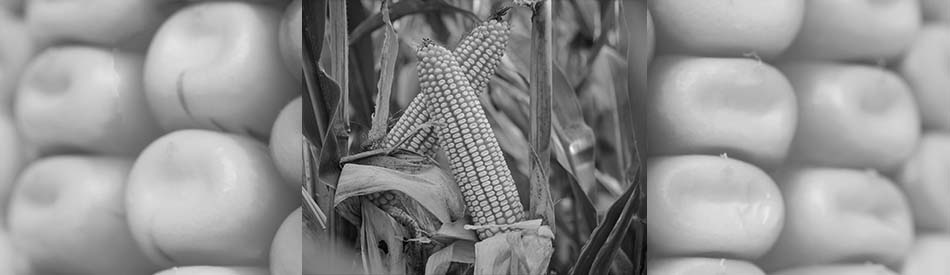 Katamaran odmiana kukurydzy od Lidea FAO 220