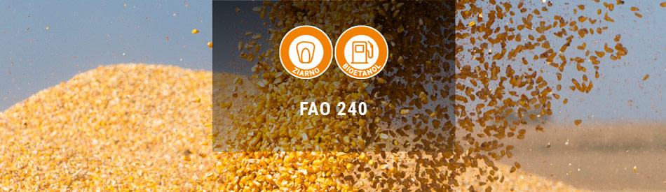 Kukurydza na ziarno o FAO 240