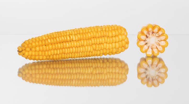 PRZEKRÓJ I KOLBA CHIANTI CS