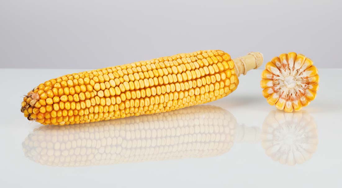 kolba i przekrój odmiany ES Creative