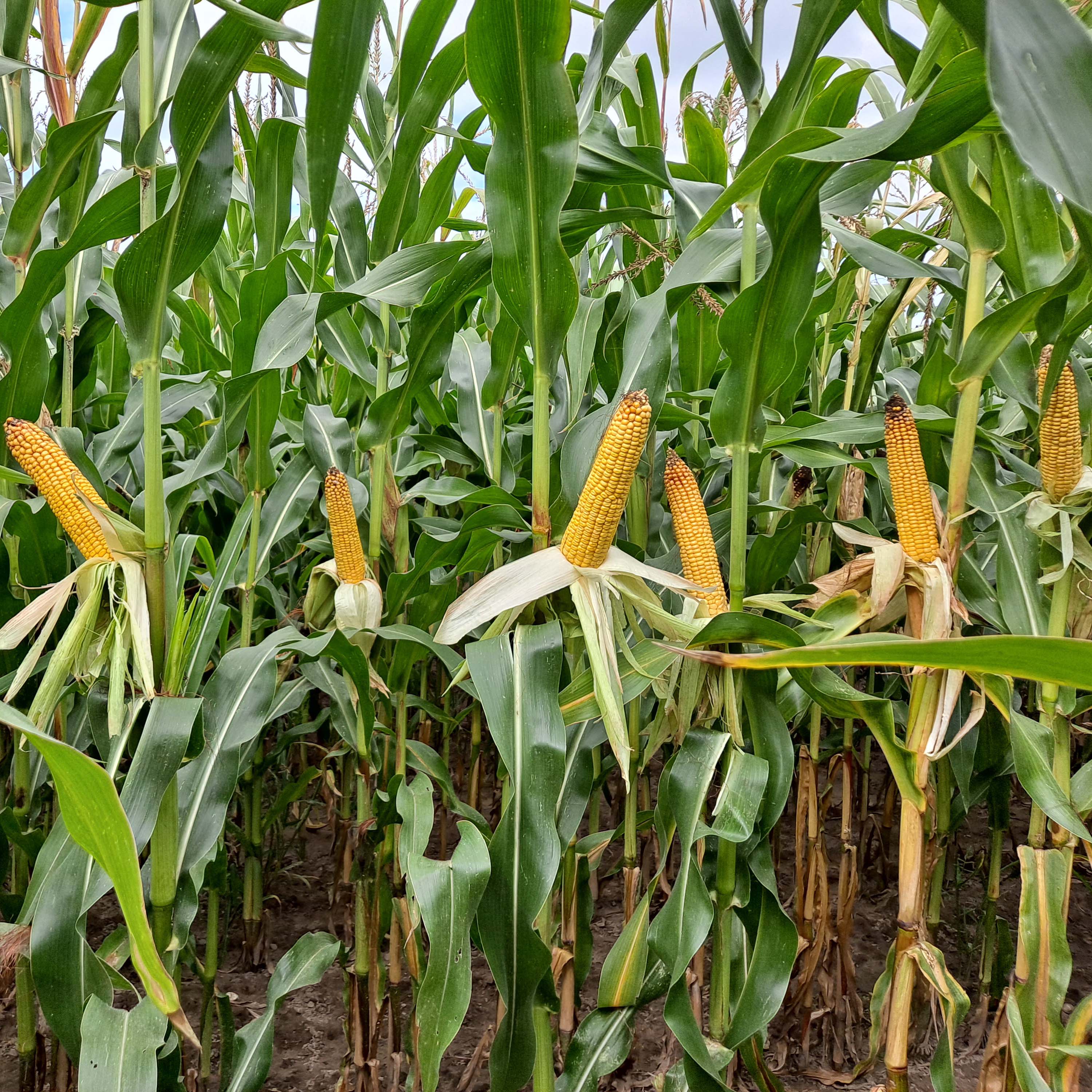 ZDJĘCIE ODMIANY CS SOREMI