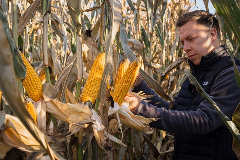 Dobrze dobrana odmiana kukurydzy Lidea dzięki Yield Profile prezentuje doskonały wygląd kolb.