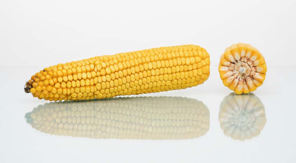 przekrój kolby odmiany kukurydzy Dragonstone