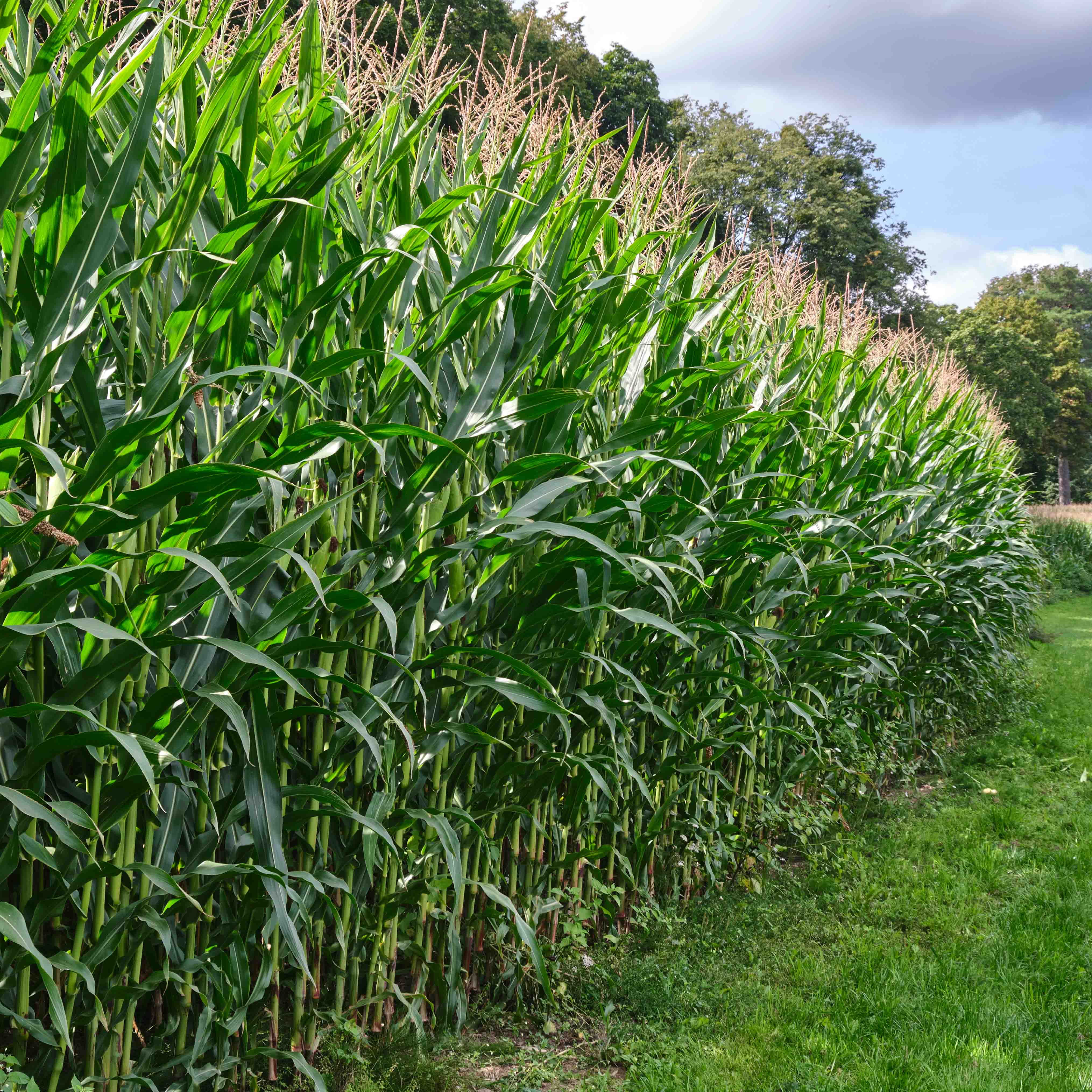 ES BOND KUKURYDZA NA KISZONKĘ