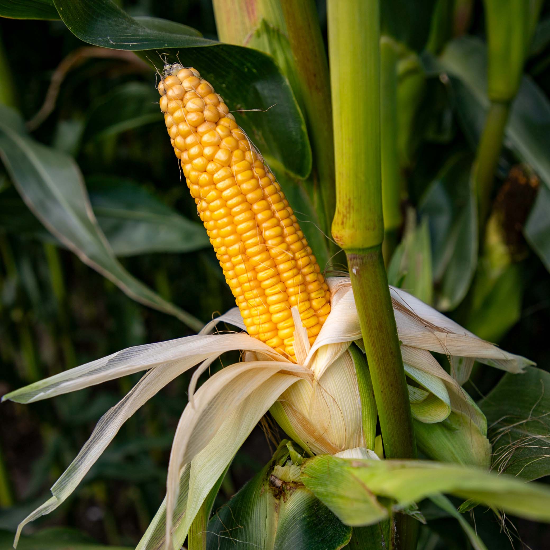 ES FIELDPLAYER KOLBA