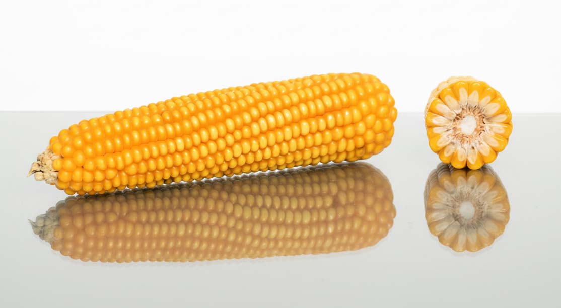 KOLBA ODMIANY KUKURYDZY FRIENDLI CS