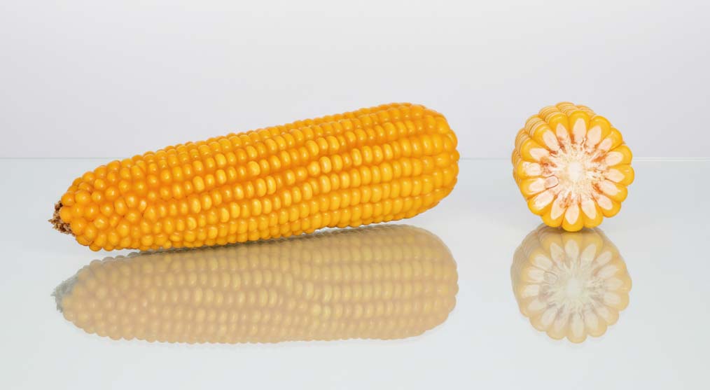 kolba i przekrój kukurydzy grigri cs