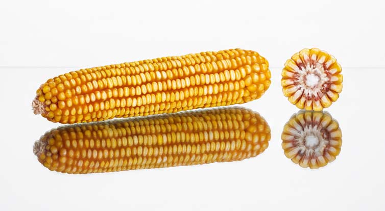 kolba kukurydzy i przekrój es hattrick