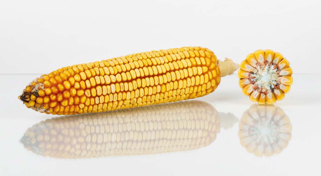 odmiana kukurydzy ES Hemingway