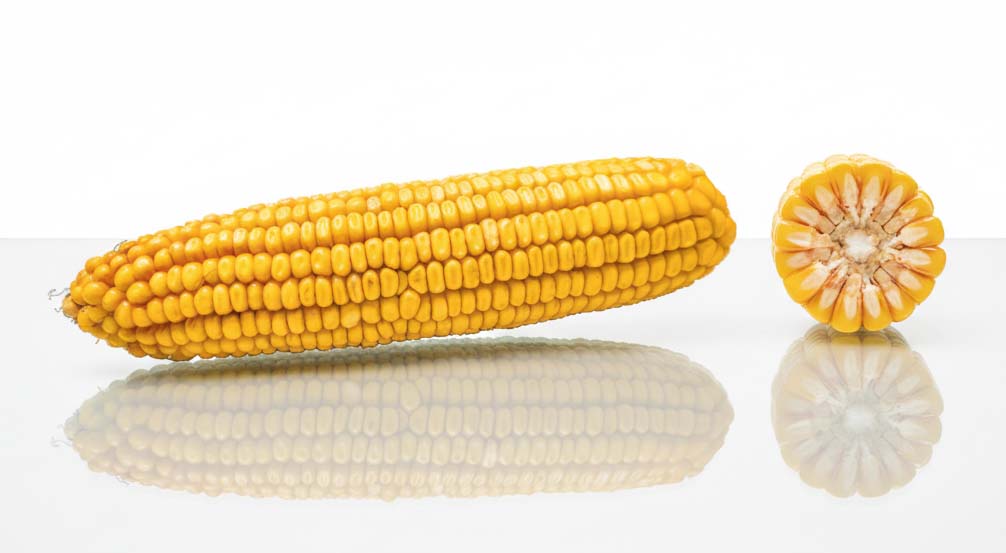 kolba i przekrój kingstone