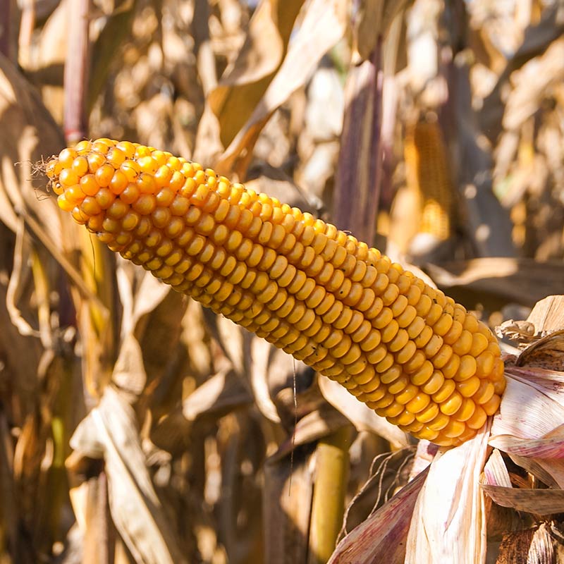 ODMIANA KUKURYDZY CHIANTI CS