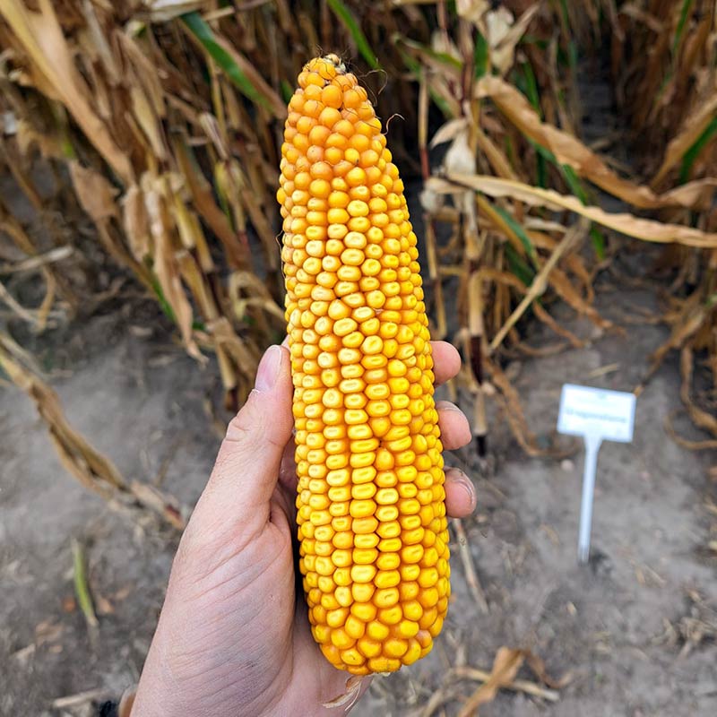 kolba kukurydzy Dragonstone