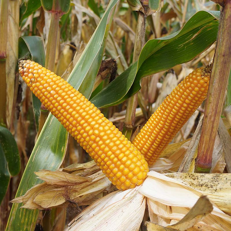 kolba Friendli kukurydzy