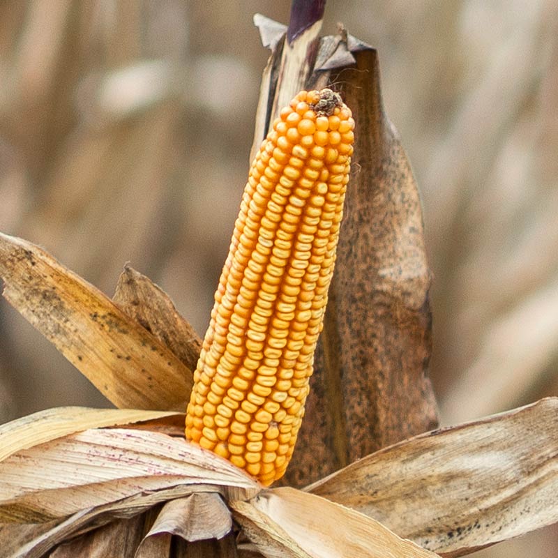 kolba kukurydzy grigri cs